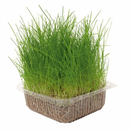 HIERBA NATURAL