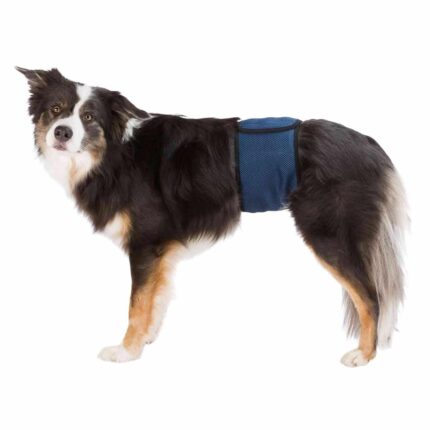 Banda Abdomen Perros Macho