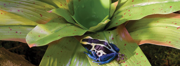 Exo-Terra Bromelia