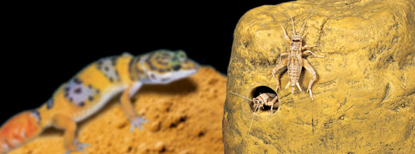 Exo-Terra Feeding Rock
