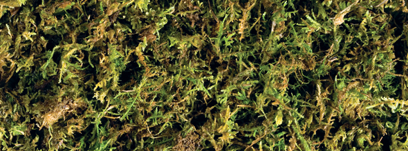 Exo-Terra Forest Moss