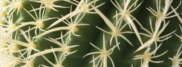 Exo-Terra Plantas para suelo