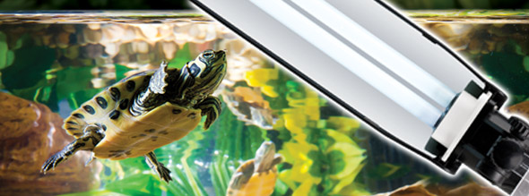 Exo-Terra Fijación UVB Tortuga