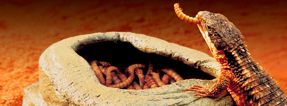 Exo-Terra Worm Dish