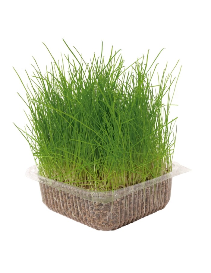 HIERBA NATURAL - Imagen 1