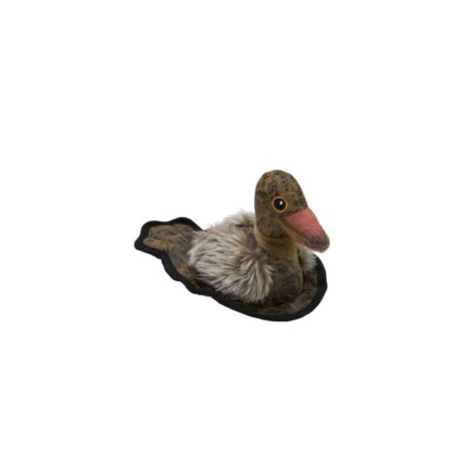 SCOTT DUCK
