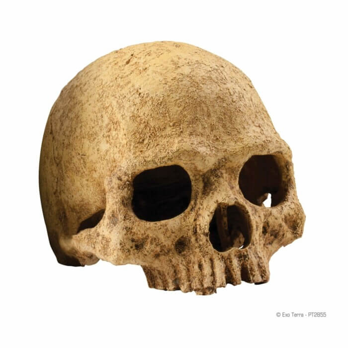 Exo-Terra Calavera Primate - Imagen 1