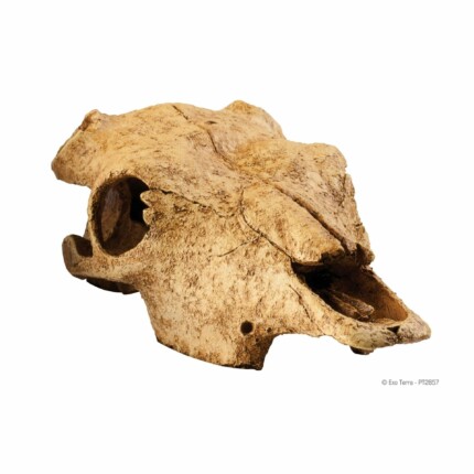Exo-Terra Calavera Buffalo
