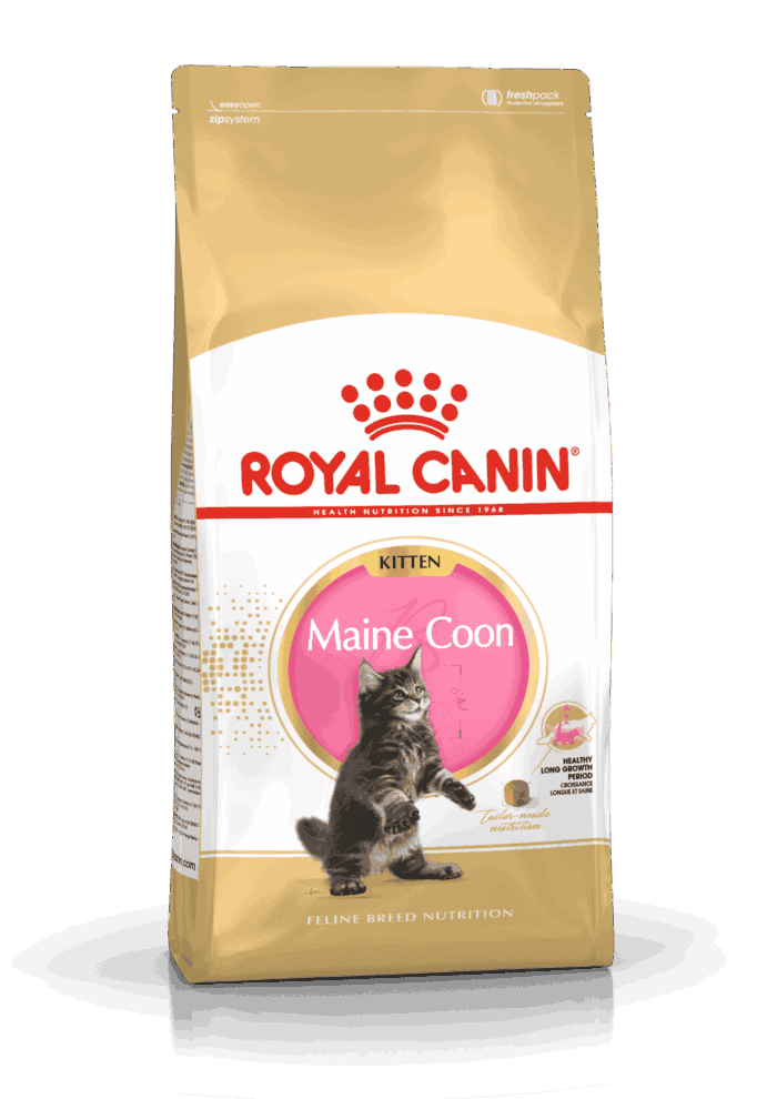 Royal Canin Maine Coon Kitten - Imagen 1