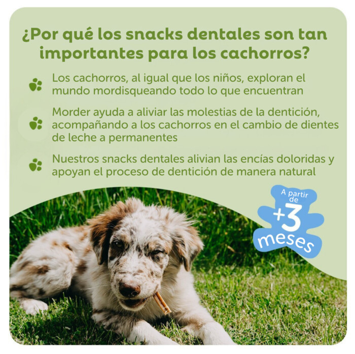 Whimzees Pack Snacks Dentales Puppy - Imagen 4