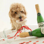 Wild Balance- Botella ''Champán'' Navidad (Kéfir de vaca) para Perros y Gatos 200g - Imagen 3