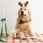 Wild Balance Bocaditos Navideños para Perro y Gato 75gr - Imagen 4