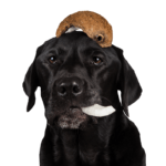 Tippy Taps Snacks Perro Coco 100gr - Imagen 3