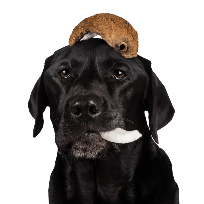 Tippy Taps Snacks Perro Coco 100gr - Imagen 3