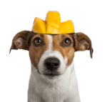 Tippy Taps Snacks Perro Mango 100gr - Imagen 3