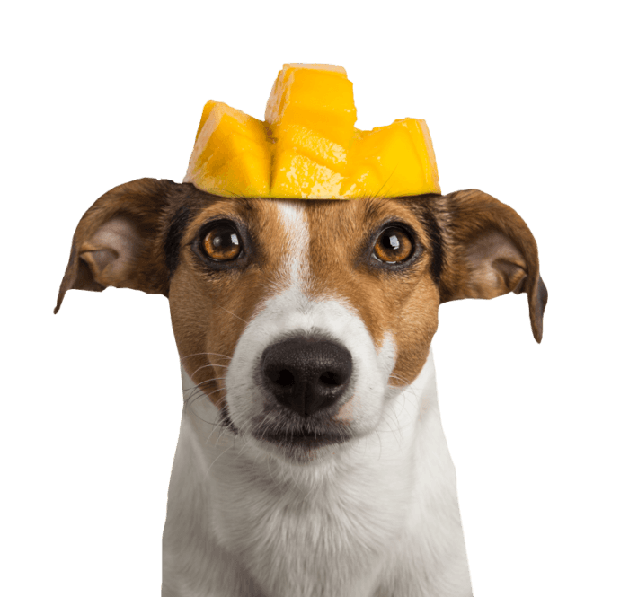 Tippy Taps Snacks Perro Mango 100gr - Imagen 3