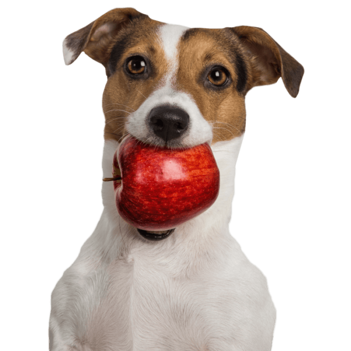 Tippy Taps Snacks Perro Manzana Roja 100gr - Imagen 3