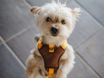 Freedog Arnés Linum Yelow Sunrise para Perros - Imagen 5