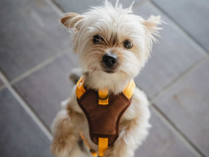 Freedog Arnés Linum Yelow Sunrise para Perros - Imagen 5